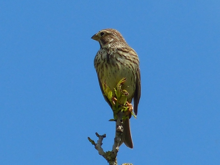 Corn Bunting -2