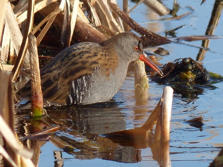 Water Rail